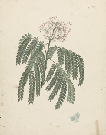 Albizia gummifera  (J.F.Gmel.) C.A. | Free Photo - rawpixel