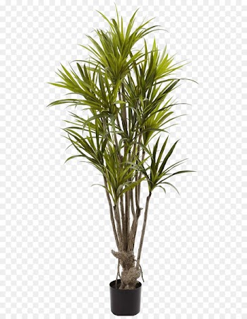 Albizia julibrissin Dragon tree Bambusodae Silk - Green plant potted leaves 
