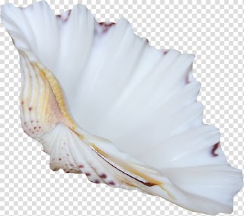 Albom , Seabed white shell material free to pull transparent background PNG clipart