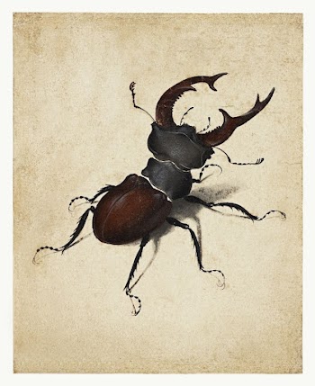 Albrecht D&uuml;rer's Stag Beetle (1505). | Free Photo Illustration - rawpixel