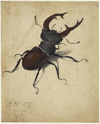 Albrecht D&uuml;rer's Stag Beetle (1505). | Free Photo Illustration - rawpixel