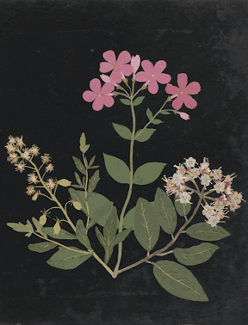 Album of cut&ndash;paper flowers (ca.1835) | Free Photo - rawpixel