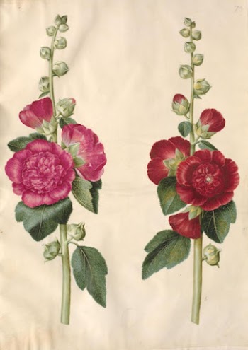 Alcea rosea (garden hollyhock) by Maria | Free Photo - rawpixel