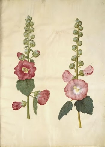 Alcea rosea (garden hollyhock) by Maria | Free Photo - rawpixel