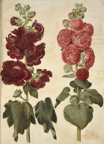 Alcea rosea (garden hollyhock) by Maria | Free Photo - rawpixel