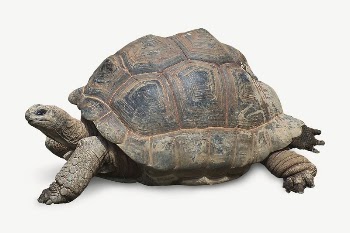 Aldabra giant tortoise collage element | Free PSD - rawpixel