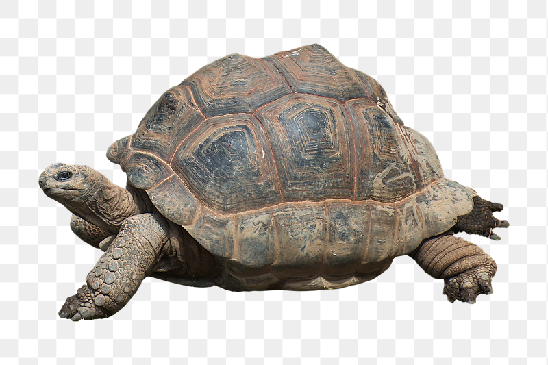 Aldabra giant tortoise png sticker, | Free PNG - rawpixel