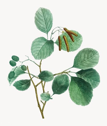 Alder plant | Free stock vector - 568241