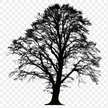Alder tree png sticker botanical | Free PNG - rawpixel
