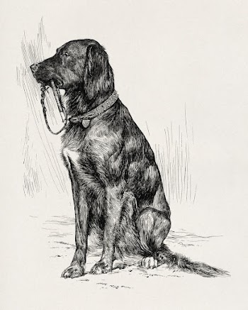 Aldrich's dog (1880s) aesthetic drawing | Free Photo - rawpixel