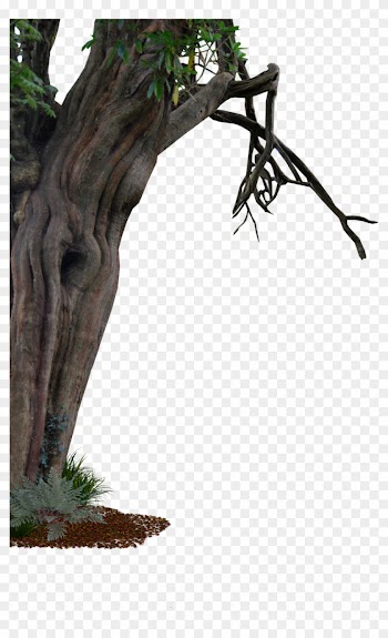 Aledjonesdigitalart Creepy Old Tree Side Png - Side Of A Tree