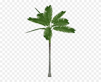 Alexander Palm - Alexandra Palm Tree Png