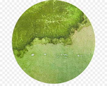 Algae, Omega3 Fatty Acids, Fatty Acid, Green, Plate PNG