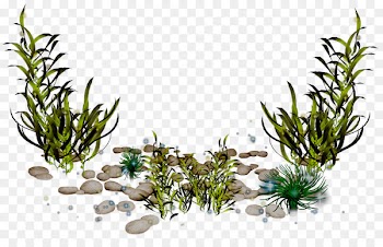 Algae Photography Clip art - seaweed 