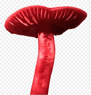Alices Adventures in Wonderland Fairy tale Festival - Fairy tale mushroom 