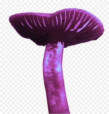 Alices Adventures in Wonderland Red Queen White Rabbit Mushroom - Fairy tale mushroom 