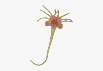Alien Face Hugger Prop - Alien Facehugger - Free Transparent PNG ...