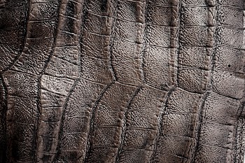 Aligator leather, background photo. Free | Free Photo - rawpixel