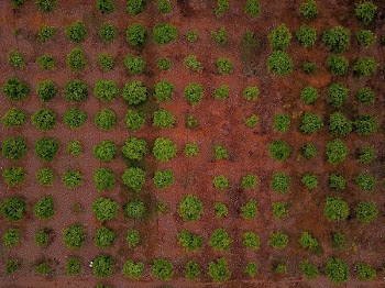 aligned vegetable plats