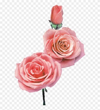 All - Garden Roses