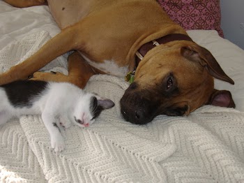 All_Kitty_Pics_006.jpg