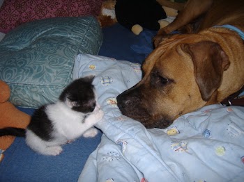 All_Kitty_Pics_135.jpg