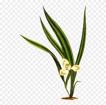 All Photo Png Clipart - Leaf