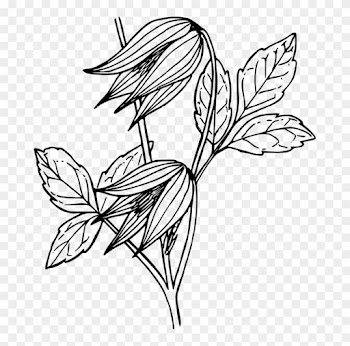 All Photo Png Clipart - Natures Flowers: Wonderful Flowers To Colour