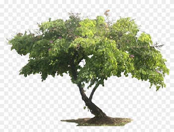 All Png Tree