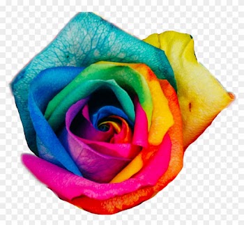 All Rose Flowers Download