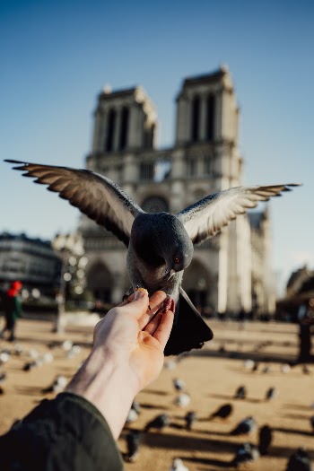 All you need for this shot is some pomme frites (french fries) and some patience. Let the birds know you have some with a good teaser fry, then hold it where you want them to land. Have the camera ready in the other hand and be ready to hold the trigger for that one good shot. Sadly, though, this beautiful monument of art is in a state of tragedy.