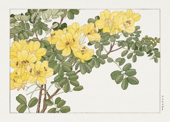 Allamanda flower, Japanese woodblock art | Free Photo Illustration - rawpixel