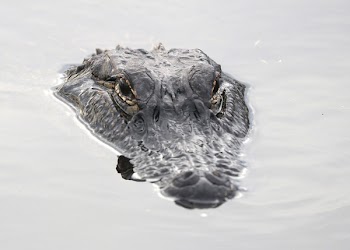 Alligator Head