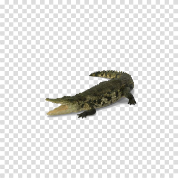 Alligator PNG Pic