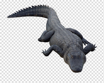 Alligator PNG Transparent Image