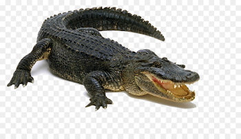 Alligator Reptile png download - 1280*720 - Free Transparent ...
