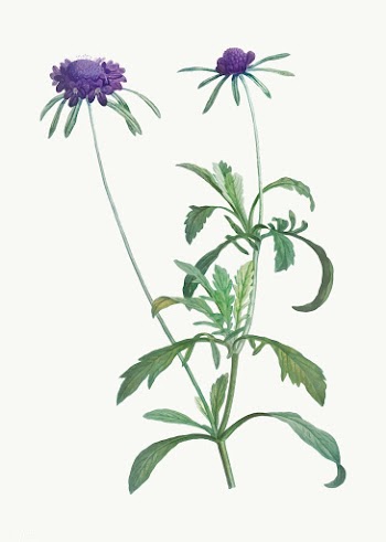 Allium atropurpureum flower | Free stock vector - 573793
