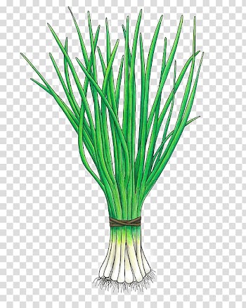 Allium fistulosum Onion Allium chinense Vegetable Scallion, Painted green onions transparent background PNG clipart