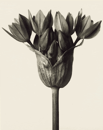 Allium ostrowskianum, Knoblauchpflanze; Karl Blossfeldt | Free Photo - rawpixel