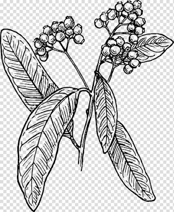 Allspice Line art , watercolor berries transparent background PNG clipart