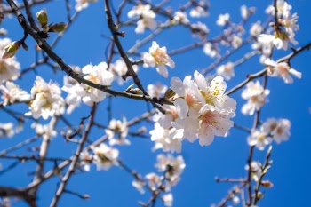         Almond Blossom Free Photo     