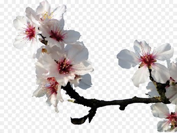 Almond Blossoms Cherry blossom Peach - White peach 