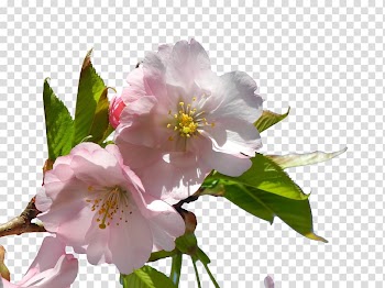 Almond Blossoms Flower, Pink flowers transparent background PNG clipart