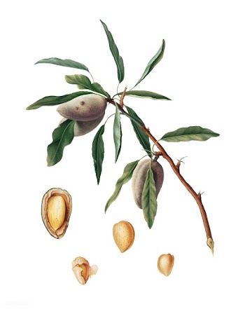 Almond from Pomona Italiana (1817-1839) by Gi.. | Free stock vector - 488026