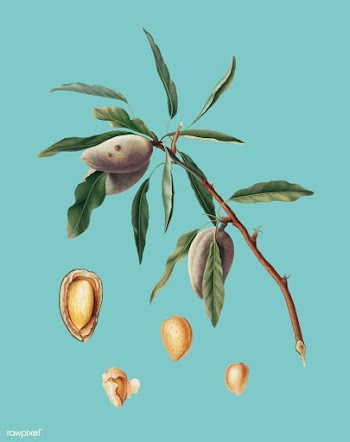Almond from Pomona Italiana (1817-1839) by Gi.. | Free stock vector - 488053