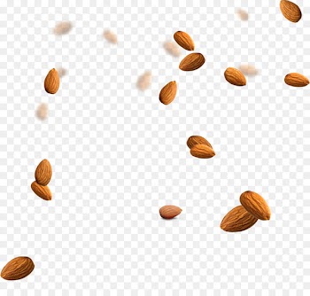 Almond Nucule Icon - almond 
