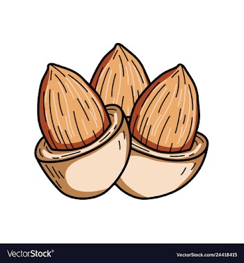 Almond nut vector image