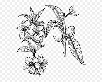 Almond Plant Clip Art - Plants And Flowers Drawing