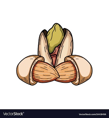 Almond vector image
