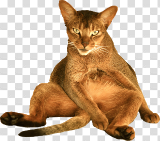 almost friday cat clipart 67935 - Free Cat Images Digital Sitting ...